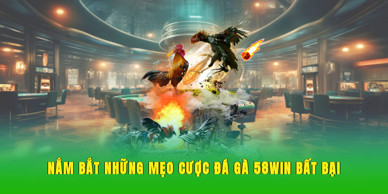Nắm bắt những mẹo cược đá gà 58WIN bất bại