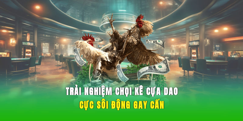 Trải nghiệm chọi kê cựa dao cực sôi động, gay cấn